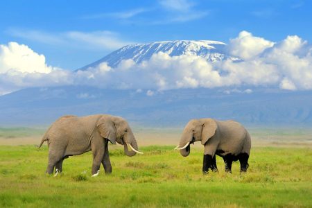 12 Days Kenya Wildlife Safari And Beach Tour