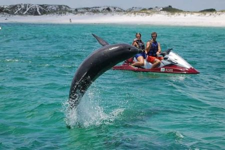 Jet Ski Adventure – Dolphin Spotting Tour