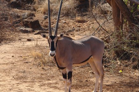 5 Days Flying Samburu And Masai Mara Safari Tour