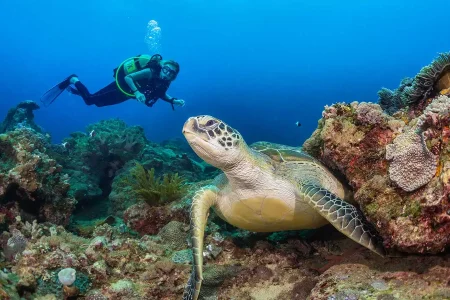 Diving In Diani