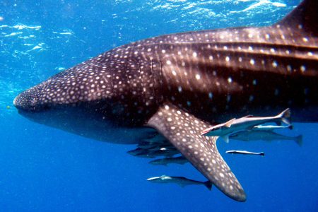 Whale Shark Spotting In Diani Beach